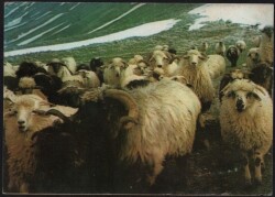 Koç Kartpostalı KRT2616 - Gökçekoleksiyon