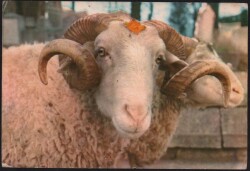 Koç Kartpostalı KRT2617 - Gökçekoleksiyon