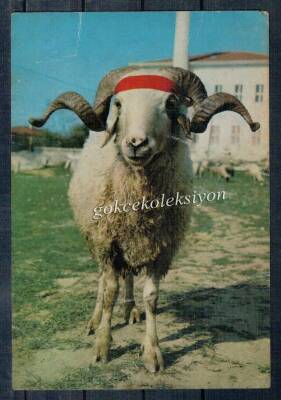 Koç Kartpostalı KRT2625 - 1