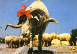 Koç Kartpostalı KRT2640 - Gökçekoleksiyon