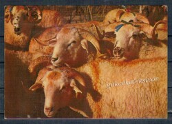 Koç Temalı Kartpostal KRT2580 - Gökçekoleksiyon