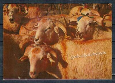 Koç Temalı Kartpostal KRT2580 - 1