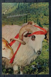 Koç Temalı Kartpostal KRT2581 - Gökçekoleksiyon