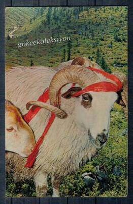 Koç Temalı Kartpostal KRT2581 - 1