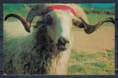 Koç Temalı Kartpostal KRT2582 - 1