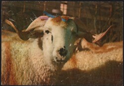 Koç Temalı Kartpostal KRT2583 - Gökçekoleksiyon