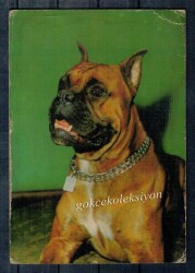 Köpek Kartpostalı KRT2628 - Gökçekoleksiyon