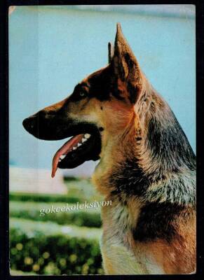 Köpek Kartpostalı KRT2651 - 1