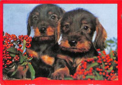 Köpek Temalı Kartpostal KRT19137 - 1