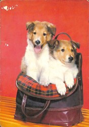 Köpek Temalı Kartpostal KRT2584 - Gökçekoleksiyon