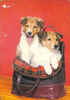 Köpek Temalı Kartpostal KRT2584 - 1