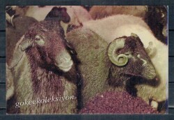 Koyun Kartpostalı KRT2626 - Gökçekoleksiyon