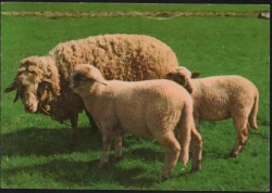 Koyun Kartpostalı KRT2631 - Gökçekoleksiyon