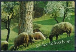 Koyun Kartpostalı KRT2633 - Gökçekoleksiyon