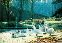 Kuğu ve Kuşlar Kartpostal KRT11567 - Gökçekoleksiyon