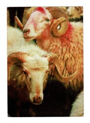 Kurban Bayramı Kutlama Eski Kartpostal KRT13600 - Gökçekoleksiyon