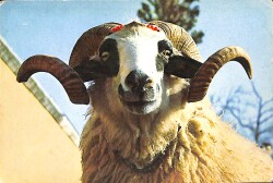 Kurban Bayramı Temalı Kartpostal (Küçük Boy) KRT21976 - Gökçekoleksiyon