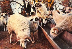 Kurban Bayramı Temalı Kartpostal (Küçük Boy) KRT21981 - Gökçekoleksiyon