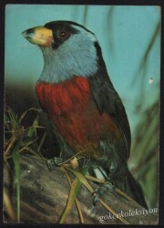 Kuş Kartpostalı KRT2592 - Gökçekoleksiyon