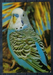 Kuş Kartpostalı KRT2657 - Gökçekoleksiyon