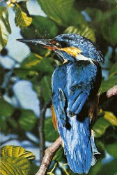 Kuş Temalı Kartpostal KRT19131 - Gökçekoleksiyon