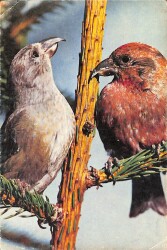 Kuş Temalı Kartpostal KRT19133 - Gökçekoleksiyon