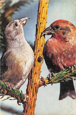 Kuş Temalı Kartpostal KRT19133 - 1