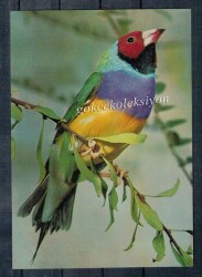 Kuş Temalı Kartpostal KRT2639 - Gökçekoleksiyon