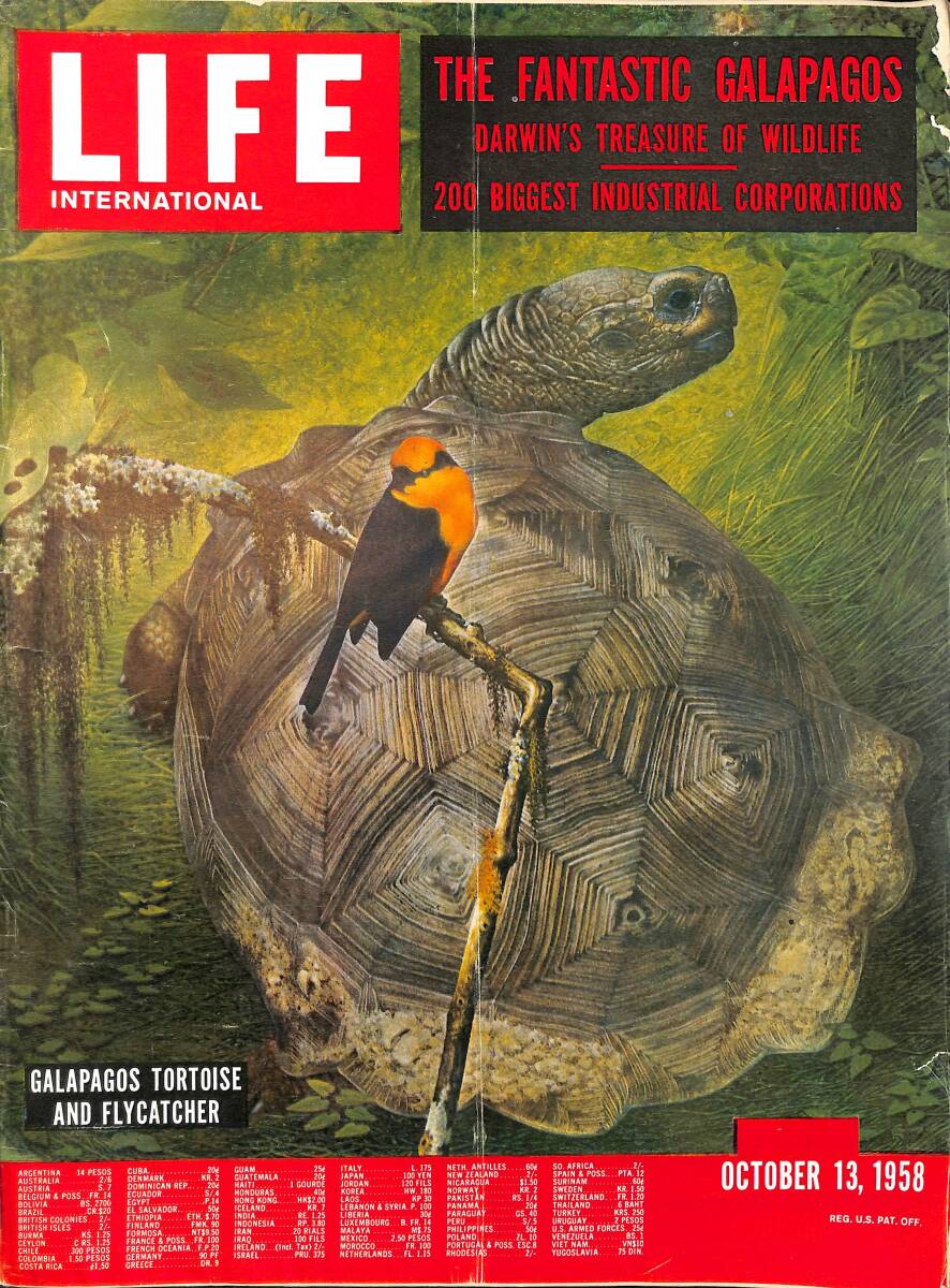 Life International 13 October 1958 - Galapagos Tortoise and Flycatcher - Makarios States His Case - Social Note From St. Tropez NDR100303 - 1
