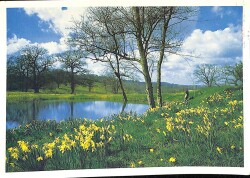 Manzara - Çiçek Ve Doğa Temalı Kartpostal KRT12680 - Gökçekoleksiyon