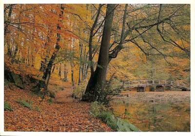 Manzara - Sonbahar Temalı Kartpostal KRT12689 - 1