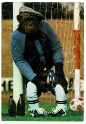 Maymun Temalı Büyük Boy Kartpostal KRT9135 - Gökçekoleksiyon