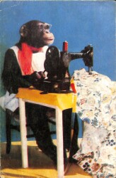 Maymun Temalı Kartpostal KRT19132 - Gökçekoleksiyon