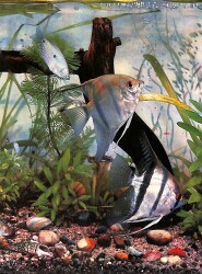 Melek Balığı Kartpostal (Küçük Boy) KRT23812 - Gökçekoleksiyon