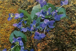 Mor Çiçek Temalı Kartpostal KRT14041 - Gökçekoleksiyon