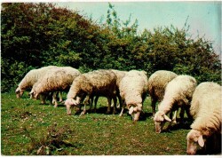 Otlayan Koyunlar Kartpostal KRT11586 - Gökçekoleksiyon