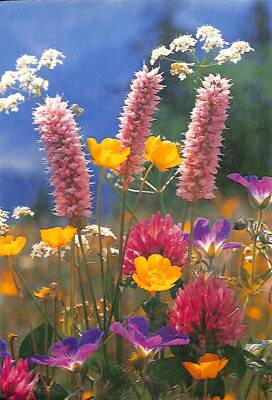 Pembe Çiçek Temalı Kartpostal KRT14043 - 1
