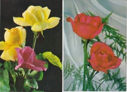 Renkli Güller 2li Kartpostal KRT10415 - Gökçekoleksiyon