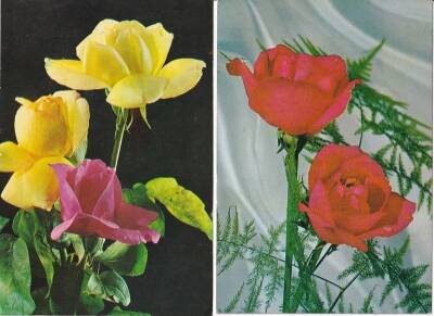 Renkli Güller 2li Kartpostal KRT10415 - 1