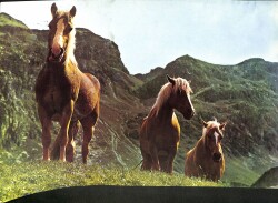 Sevimli Atlar Temalı Büyük Boy Kartpostal KRT5735 - Gökçekoleksiyon