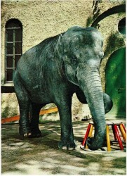 Sevimli Fil Kartpostal KRT11585 - Gökçekoleksiyon