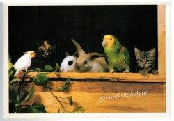 Sevimli Hayvanlar Kartpostalı KRT2634 - Gökçekoleksiyon
