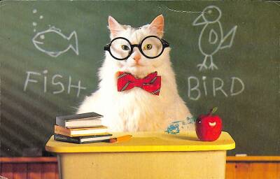 Sevimli Kedi Kartpostal KRT2619 - 1