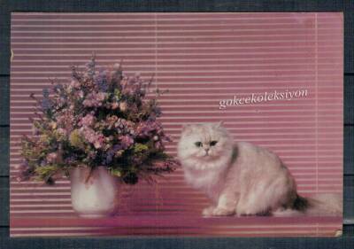 Sevimli Kedi Kartpostalı KRT2578 - 1