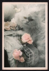 Sevimli Kedi Kartpostalı KRT2643 - Gökçekoleksiyon