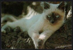 Sevimli Kedi Kartpostalı KRT2646 - Gökçekoleksiyon