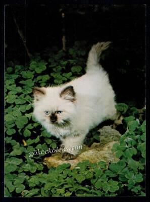 Sevimli Kedi Kartpostalı KRT2649 - 1