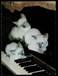 Sevimli Kedi Kartpostalı KRT2652 - Gökçekoleksiyon