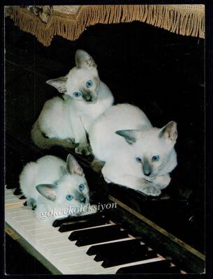 Sevimli Kedi Kartpostalı KRT2652 - 1