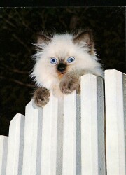 Sevimli Kedi Kartpostalı KRT2658 - Gökçekoleksiyon